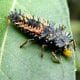 ladybug larvae greenhouse pest control