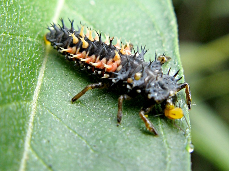 ladybug larvae greenhouse pest control