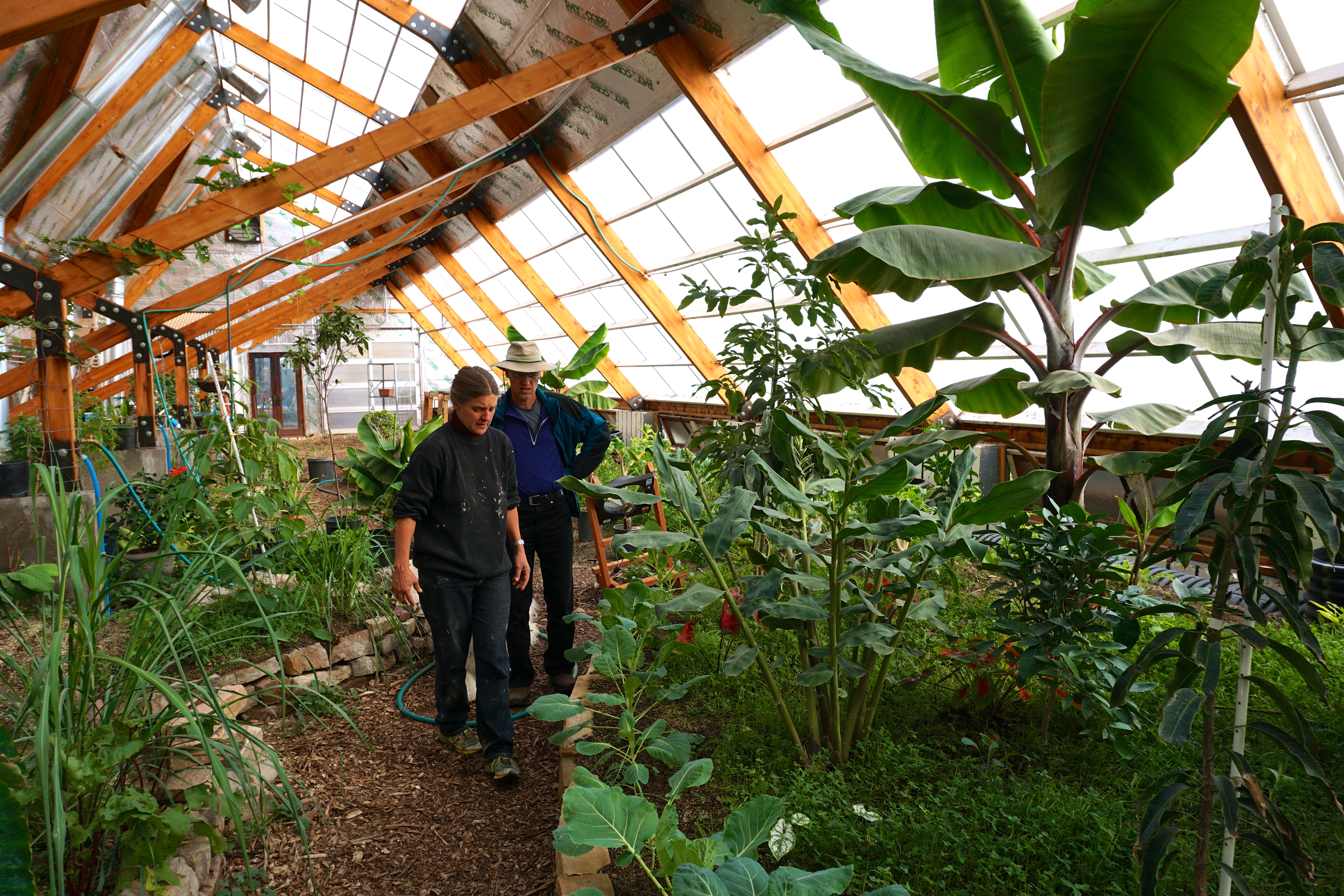 tropical greenhouse for bananas