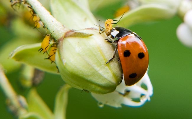 Using Ladybugs in the Garden and Greenhouse | Ceres Greenhouse