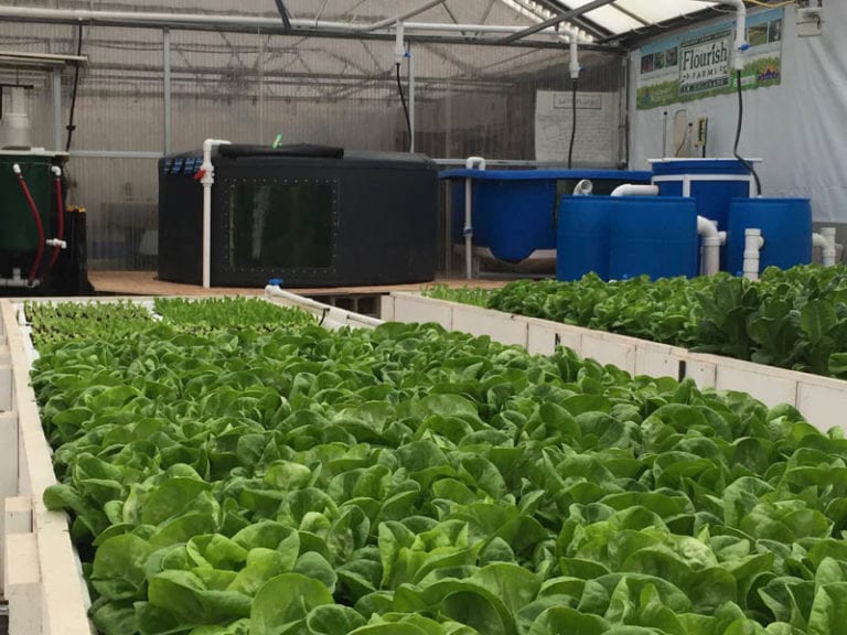 Commercial Aquaponics Greenhouse_Flourish farms
