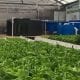 Commercial Aquaponics Greenhouse_Flourish farms