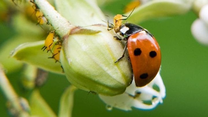 ladybug in a greenhouse