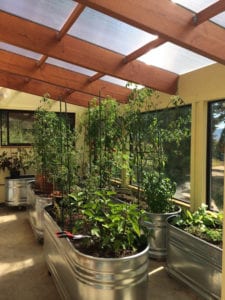 year-round greenhouse