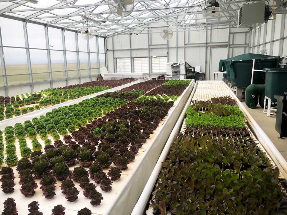 A Guide to Planning a Commercial Aquaponics Greenhouse