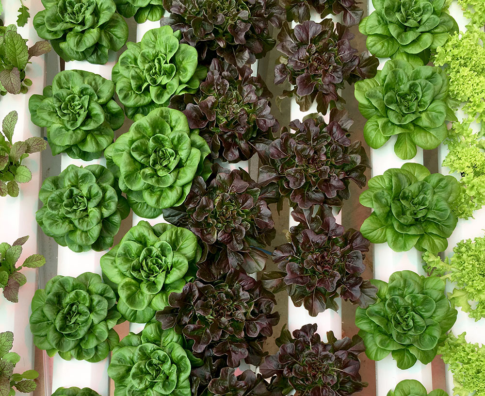 ceres_hydroculture_greenhouse_plants