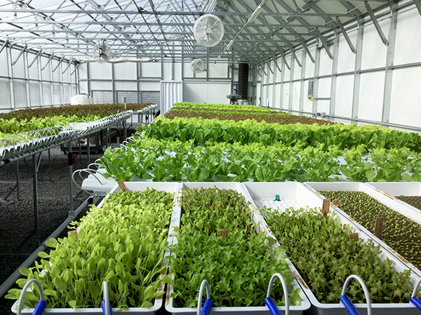 canada hydroponic solar greenhouse 2