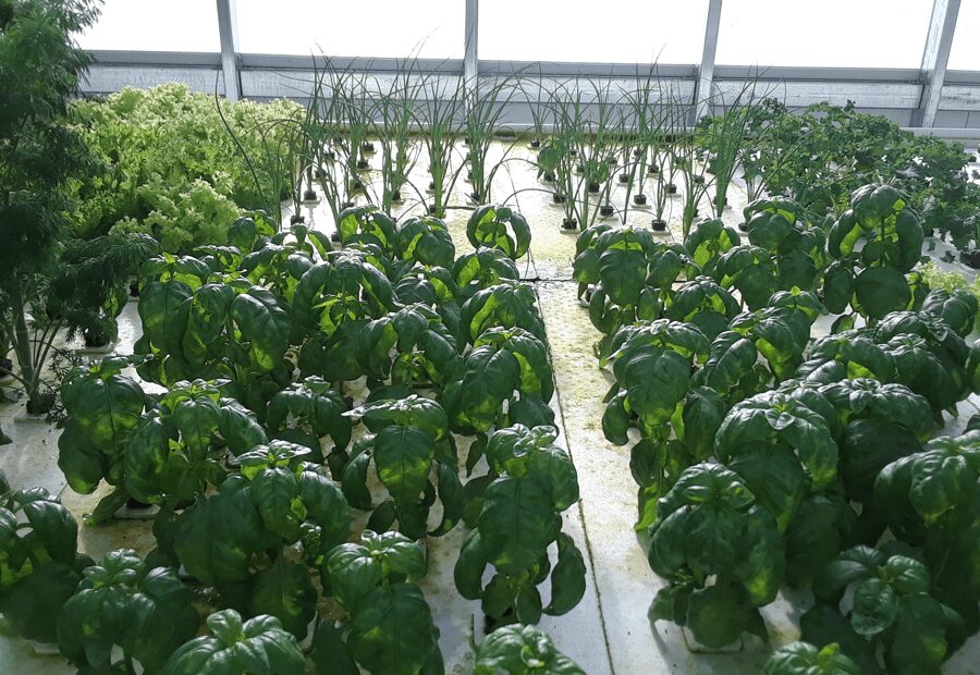 Inside Ceres HighYield greenhouse