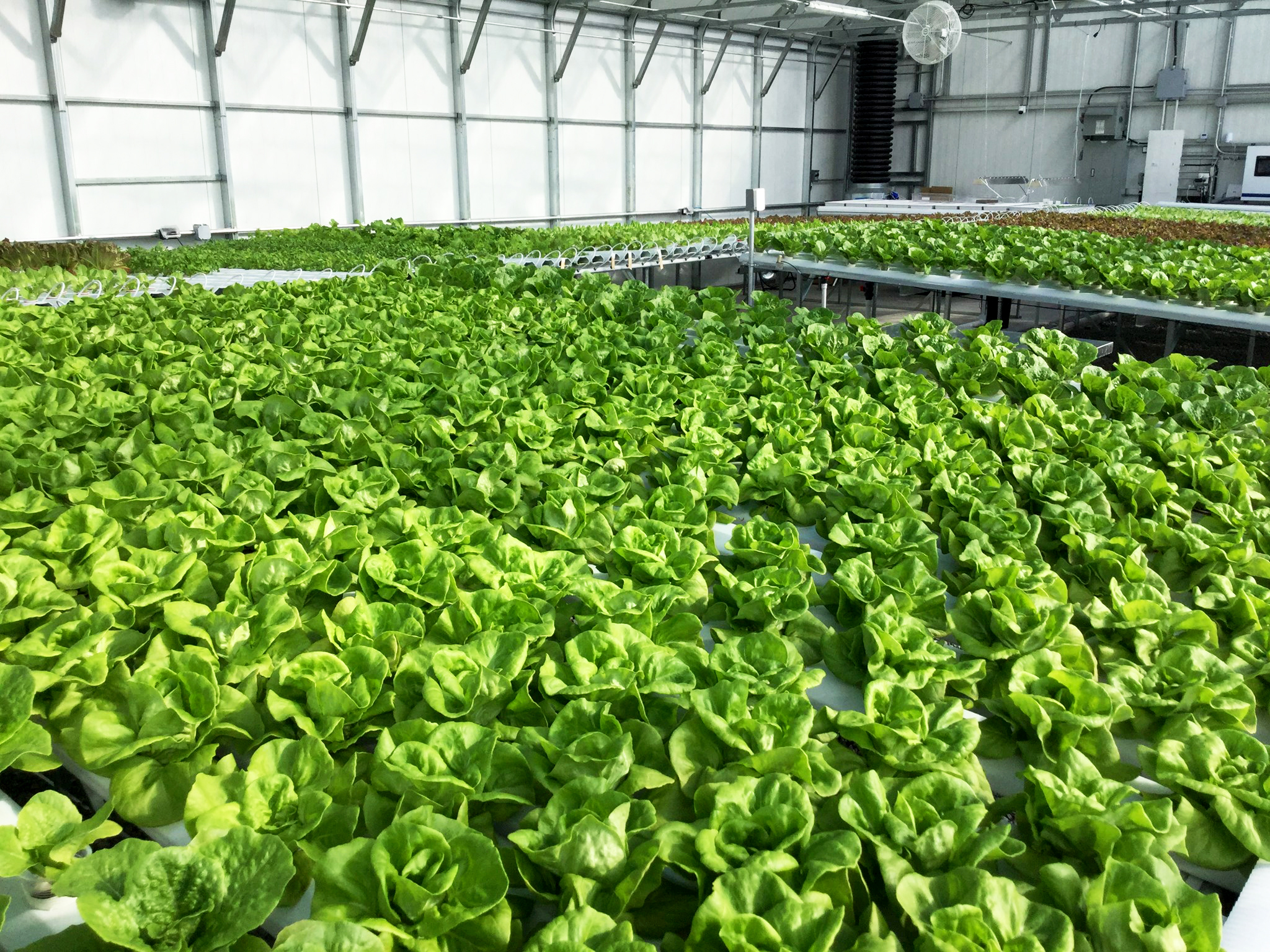 inside a commercial greenhouse