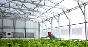 Greenhouse Design Commercial- harvesting greens