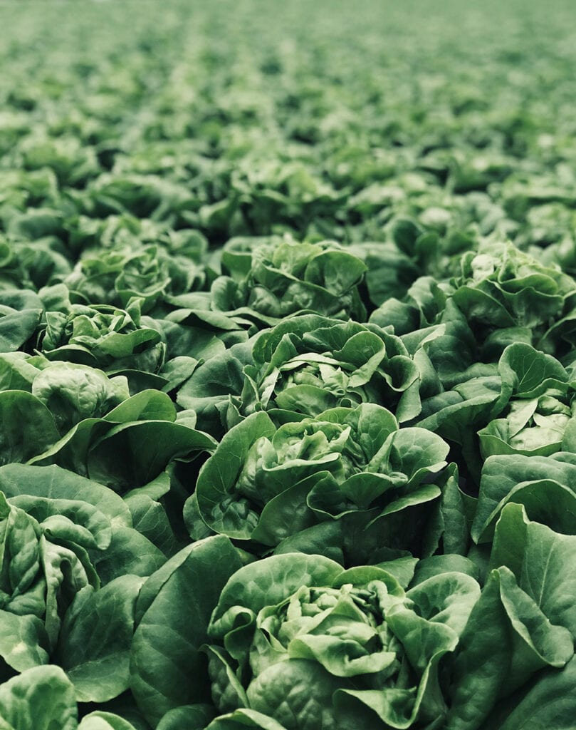 greenhouse consultants- lettuce in the greenhouse