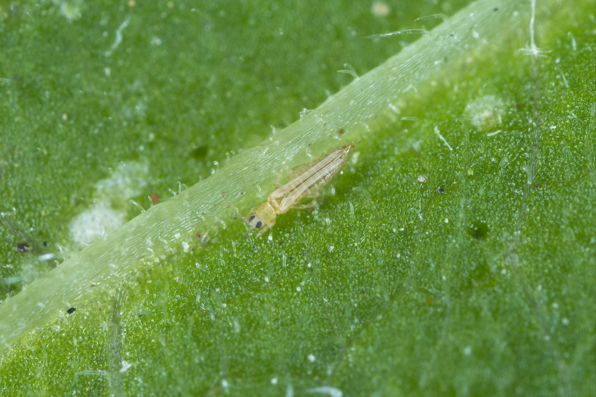 Thrips in greenhouse