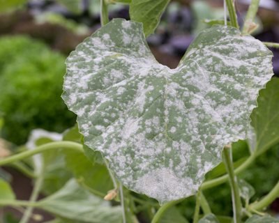 powdery mildew in greenhouse