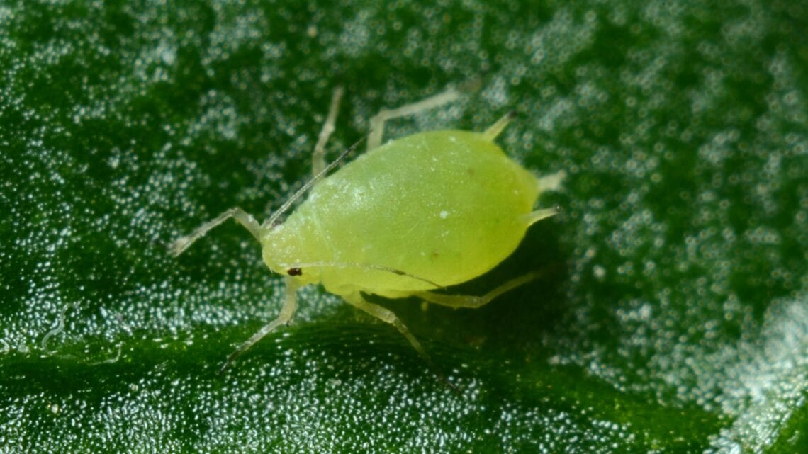 Aphid in greenhouse