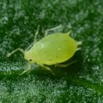 Aphid in greenhouse