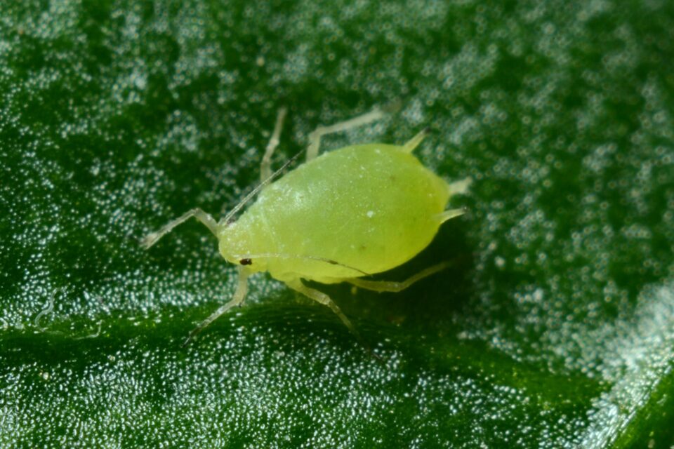 6 Common Greenhouse Pests and How to Manage Them