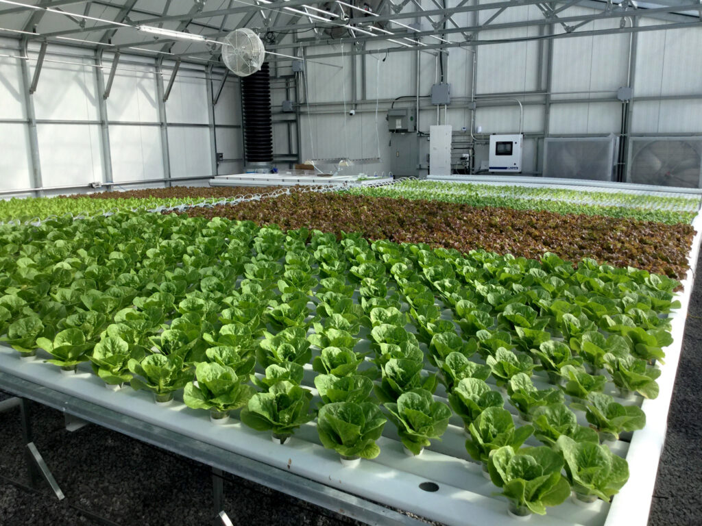 commercial hydroponics greenhouse
