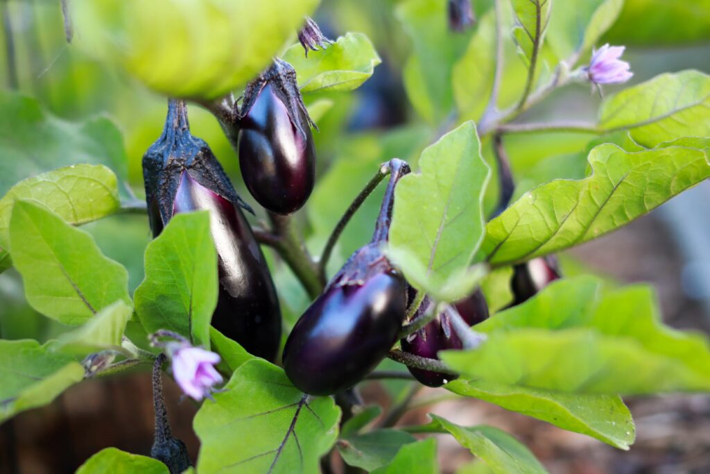 Greenhouse Planting Schedule A Greenhouse Planting Calendar 2022 
