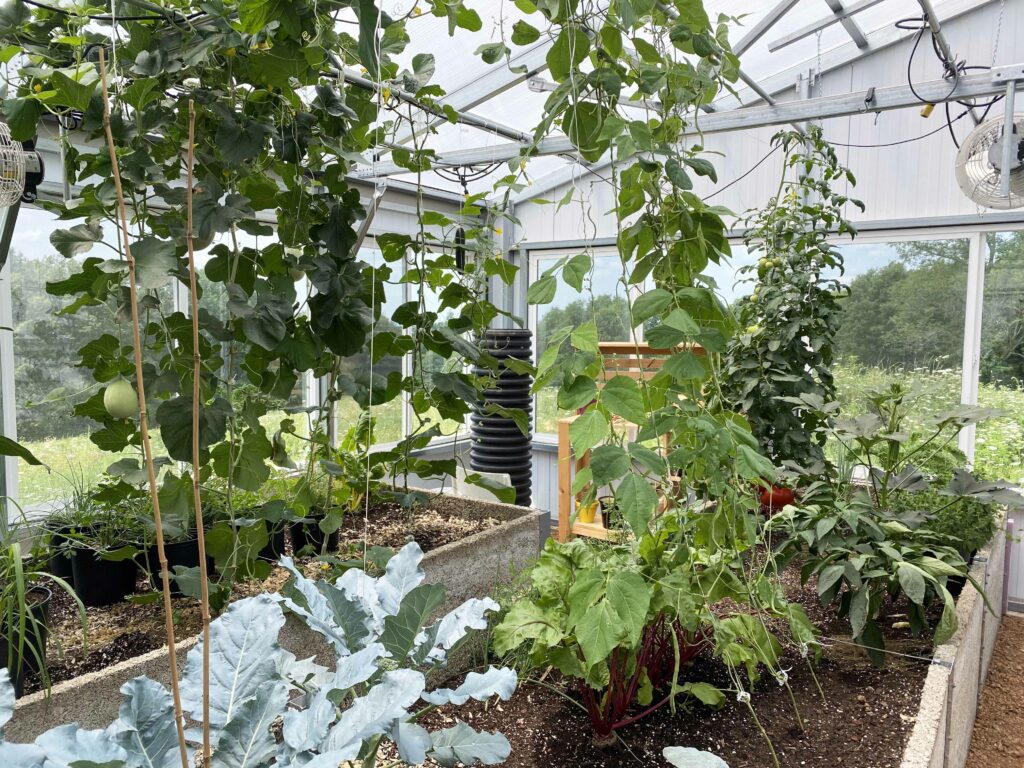 greenhouse planting schedule- inside a residential greenhouse