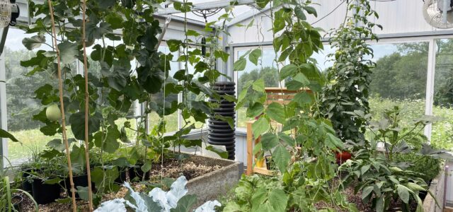 greenhouse planting schedule- inside a residential greenhouse