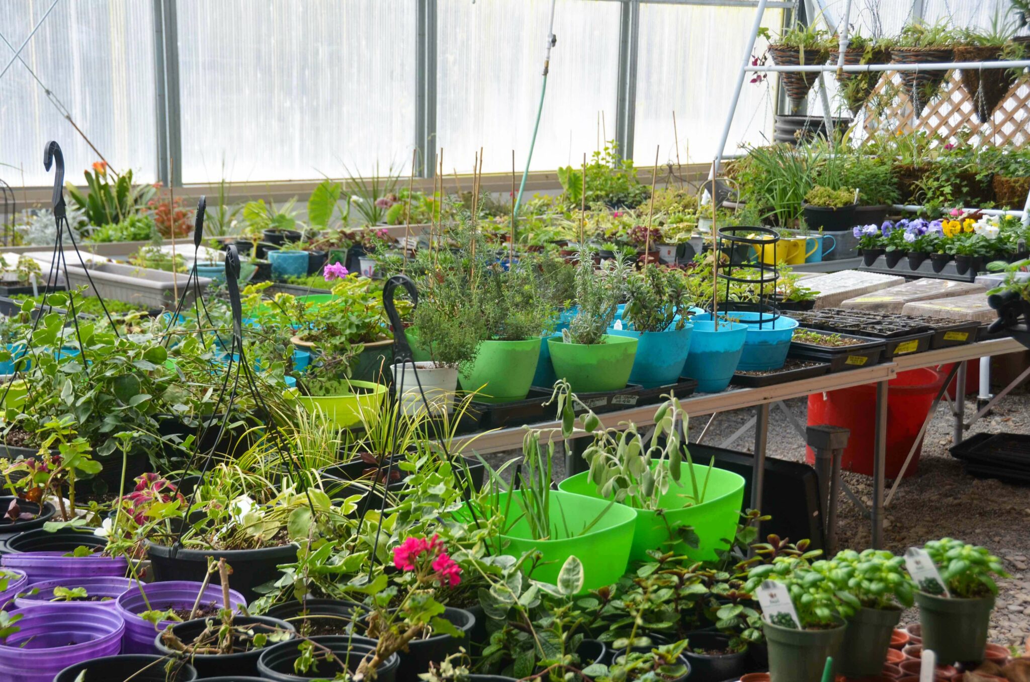 The Strongest Greenhouse in all of Alberta