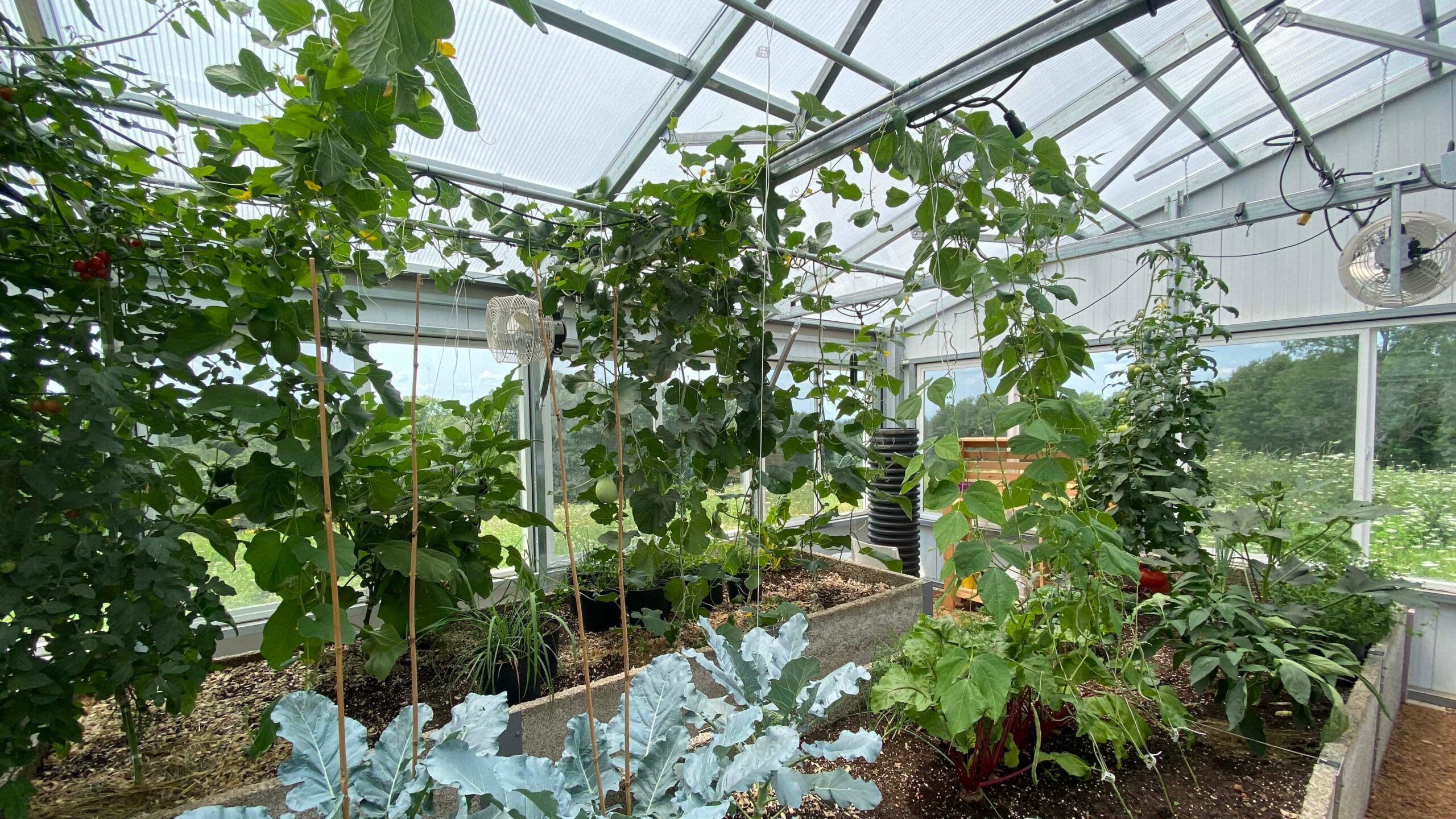 backyard kit greenhouse growing