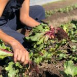 experience farm lettuce harvesting- ceres greenhouse