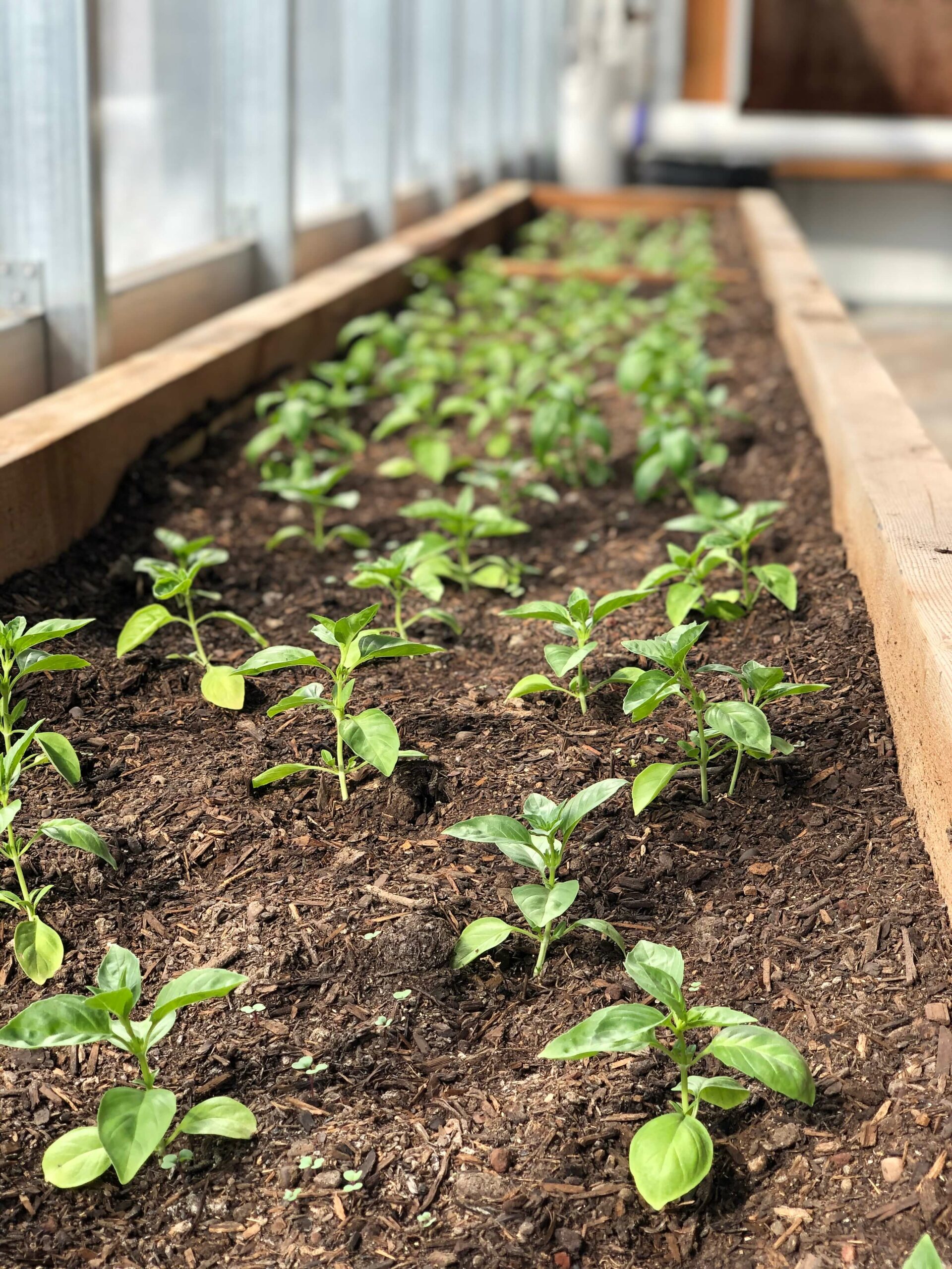 Experience Farm starts- inside greenhouse