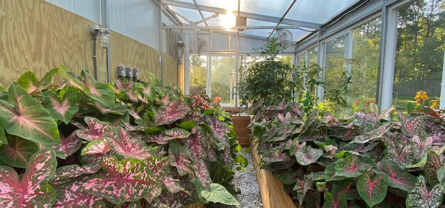 inside residential greenhouse