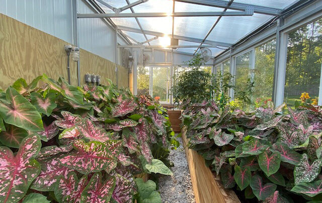 inside residential greenhouse
