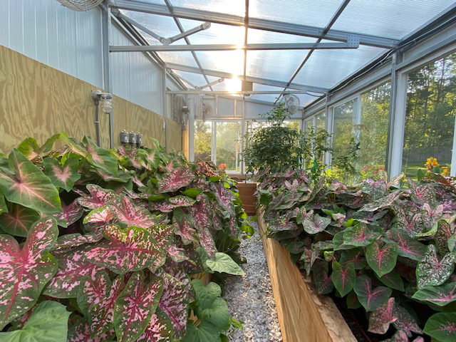 inside greenhouse