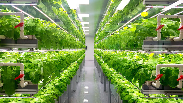 growing in a vertical farm
