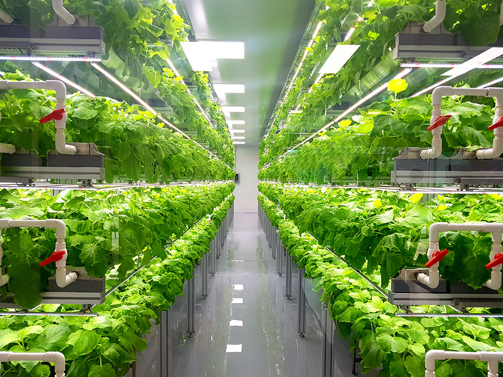 growing in a vertical farm