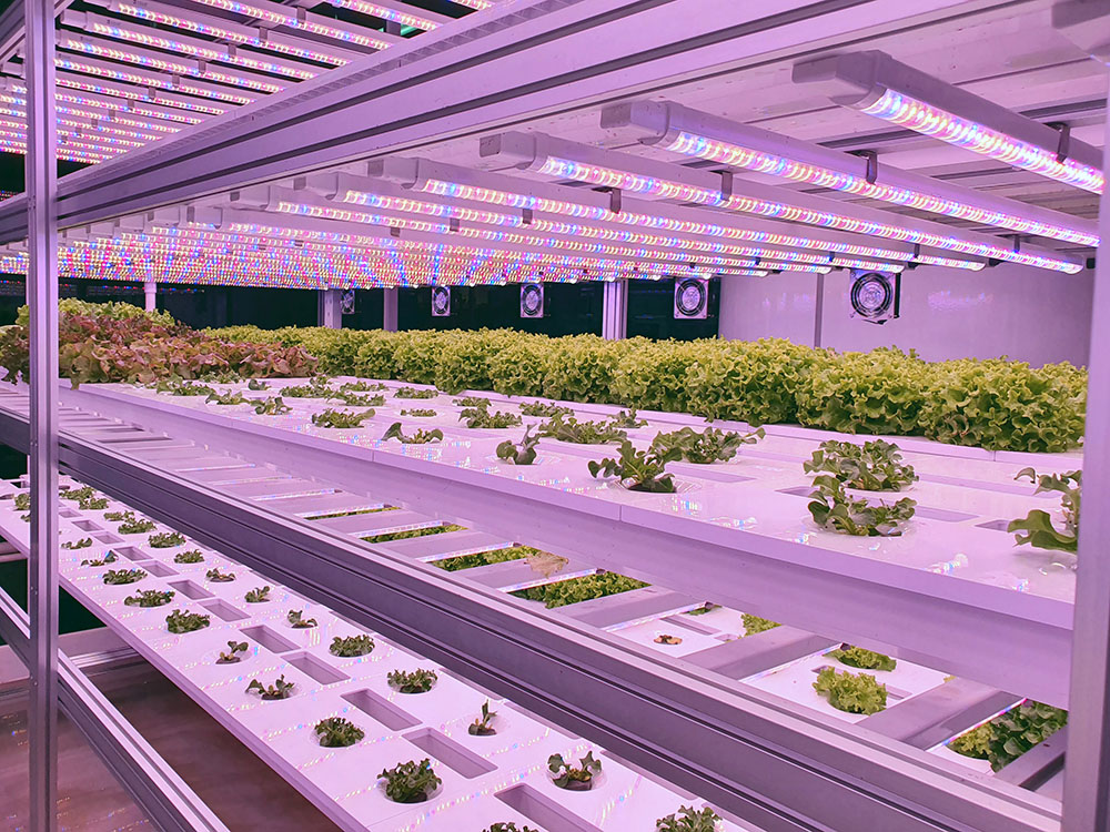 grow lights in a vertical farm