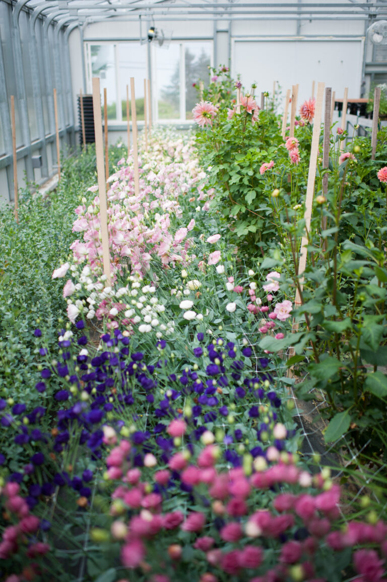 cut flower commercial greenhouse