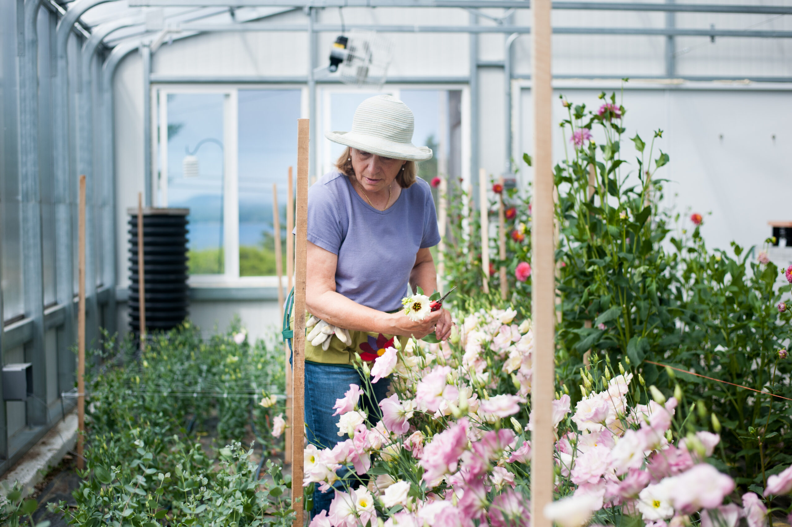 cut flower greenhouse