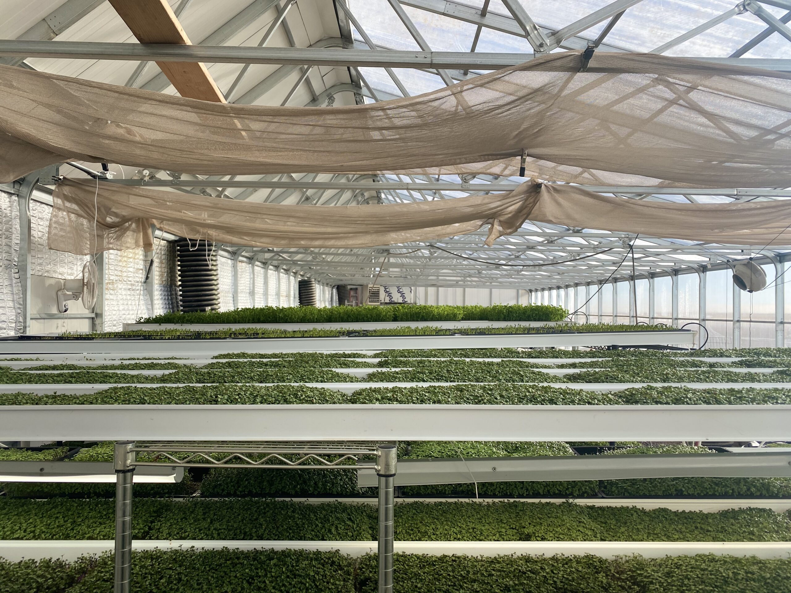 commercial microgreen greenhouse