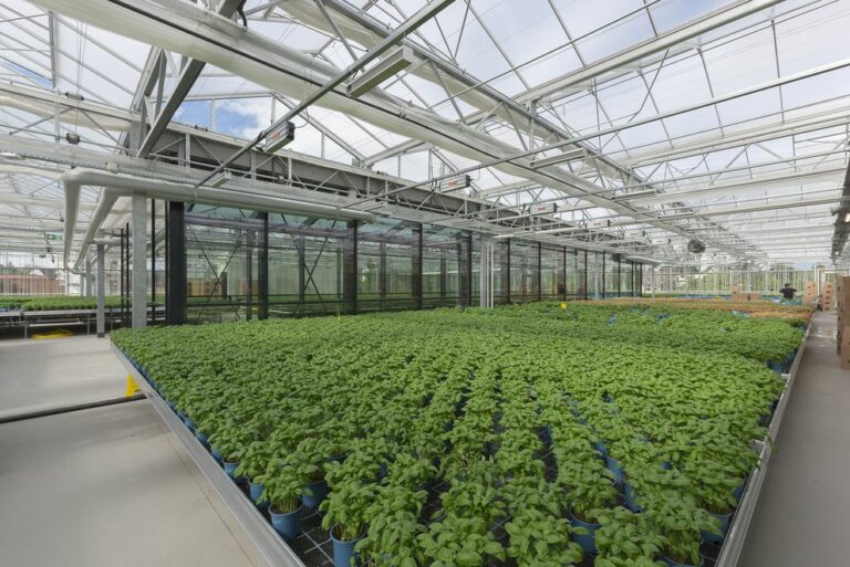 inside the rooftop greenhouse