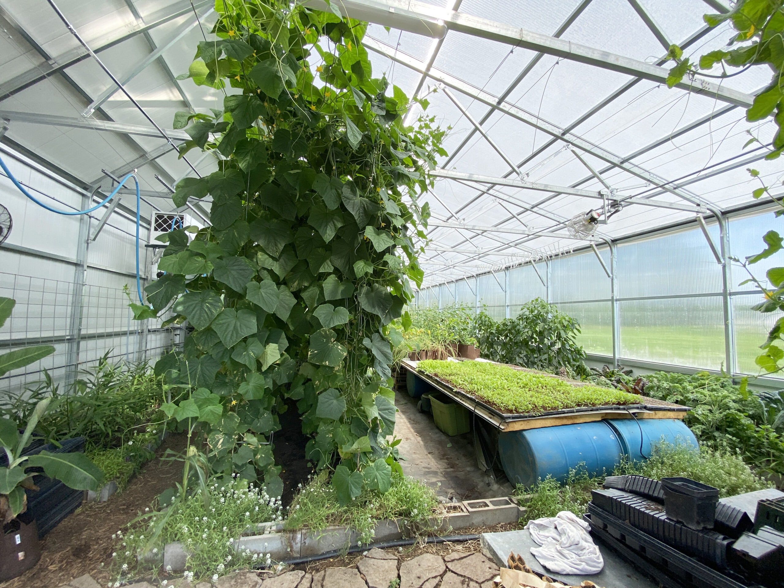 commercial greenhouse inside