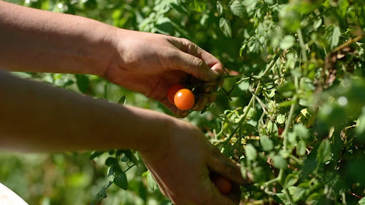 Farm Feasibility Business Plan- picking tomatoes