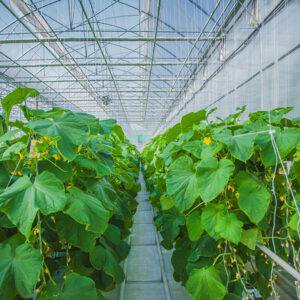 Gutter connected greenhouses cucumber farm