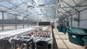 inside greenhouse- aquaponics