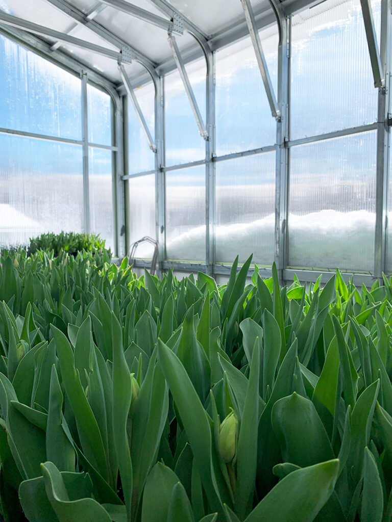 greenhouse tulips