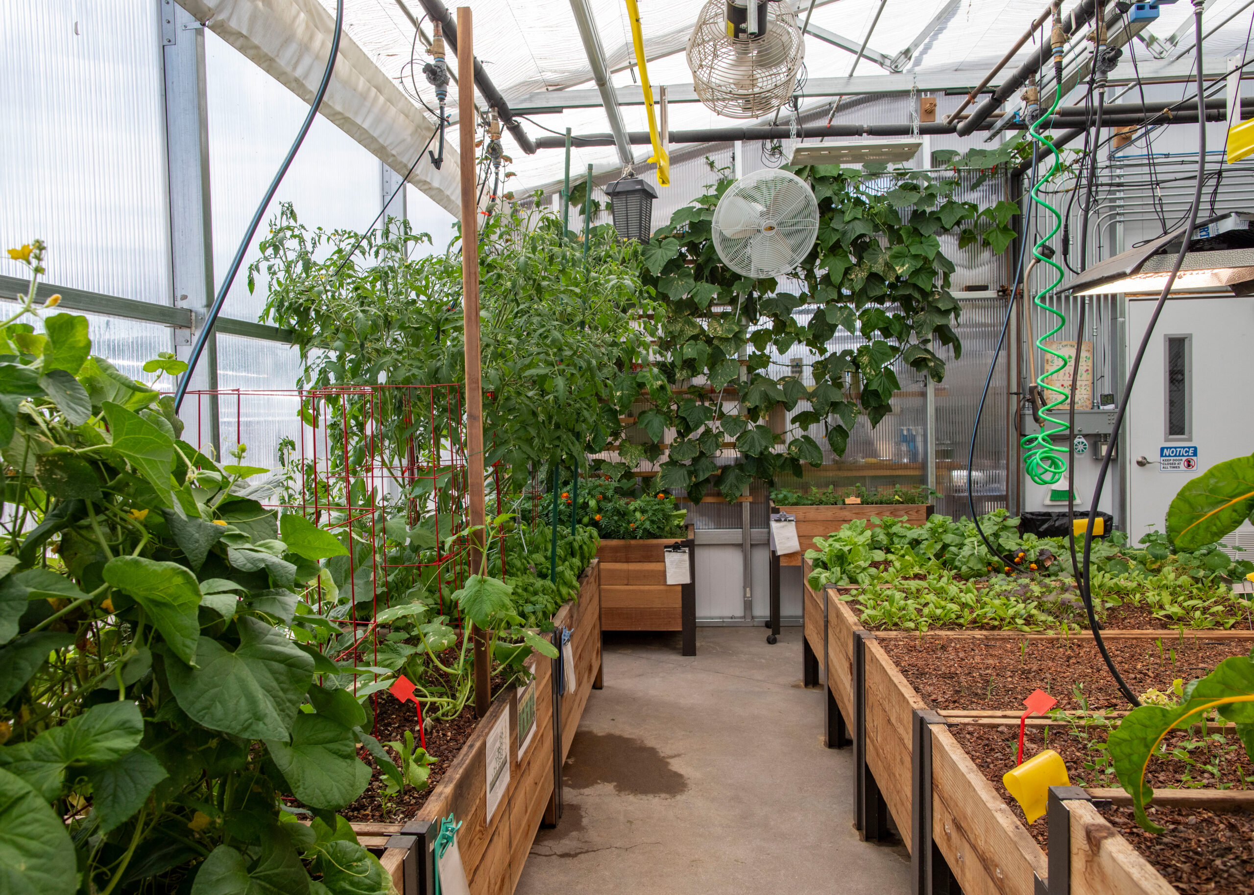 winter_crop- greenhouse