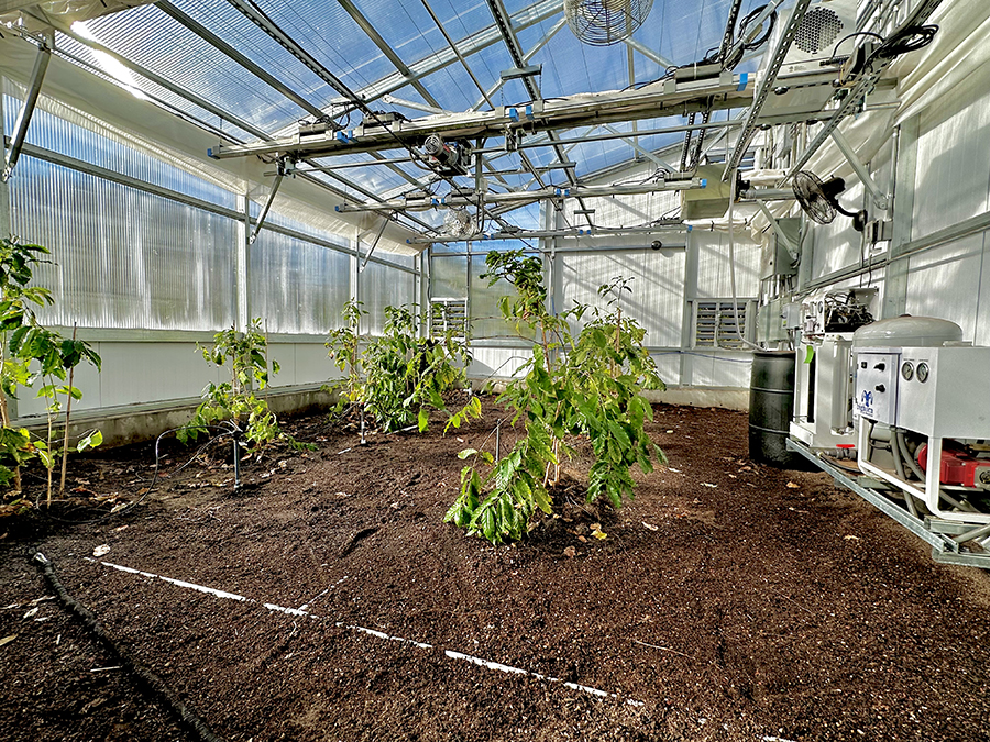 coffee growing in the greenhouse