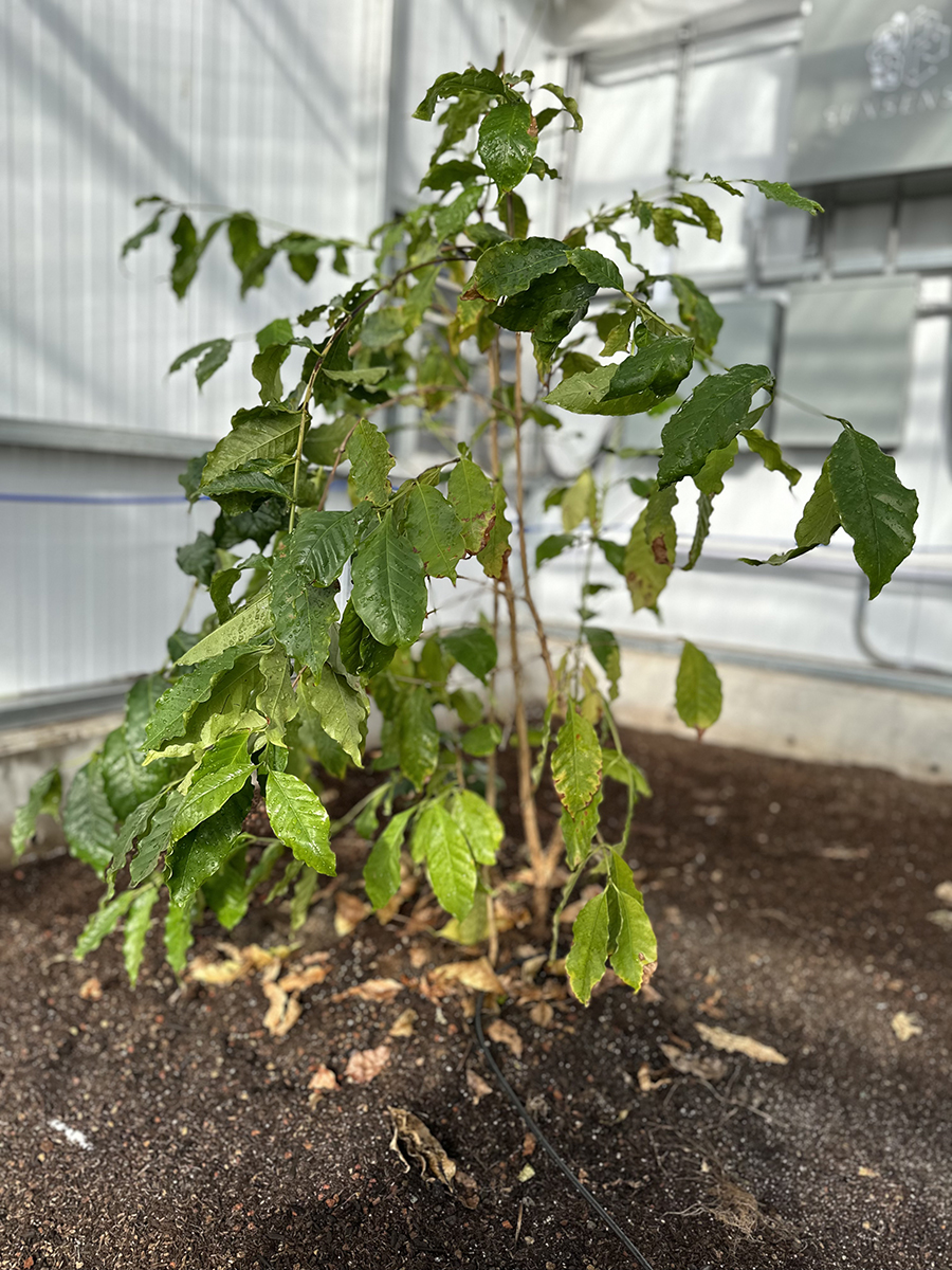 coffee plant growing in greenhouse