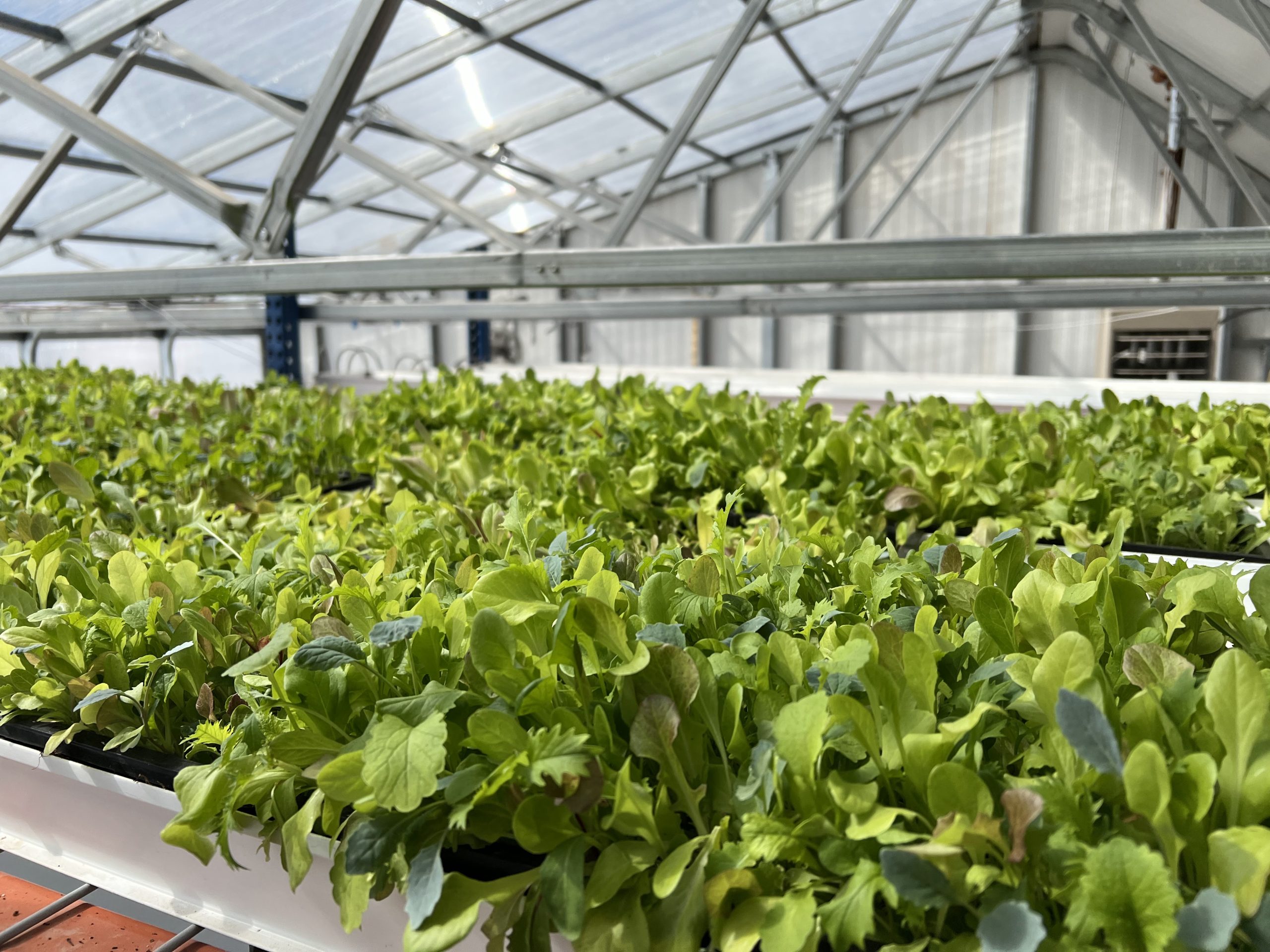 commercial greenhouse- growing lettuce inside greenhouse