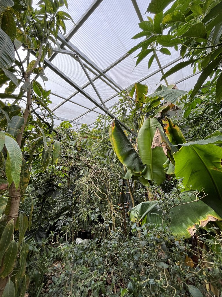 tropical year-round greenhouse by Ceres Greenhouse Solutions