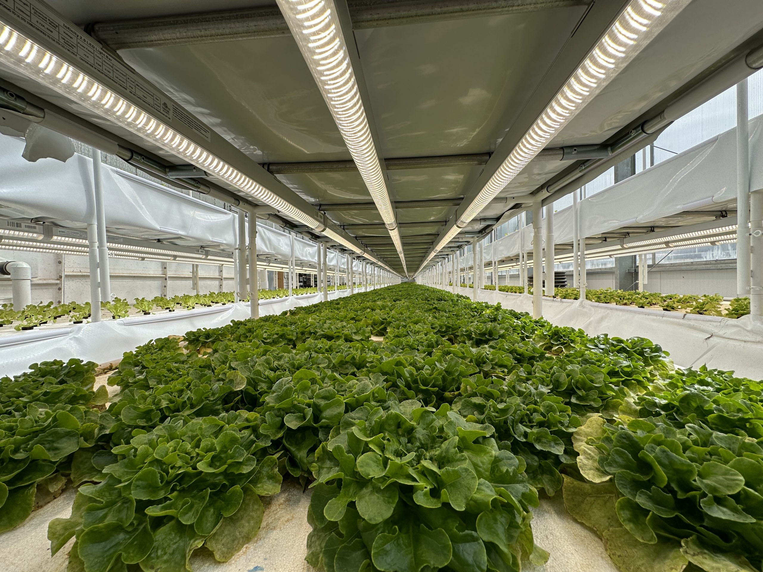 commercial modular greenhouse grown