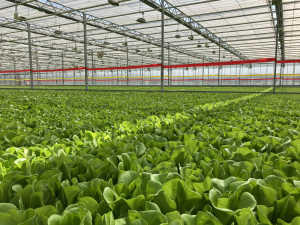 Viemose hydroponic greenhouse system